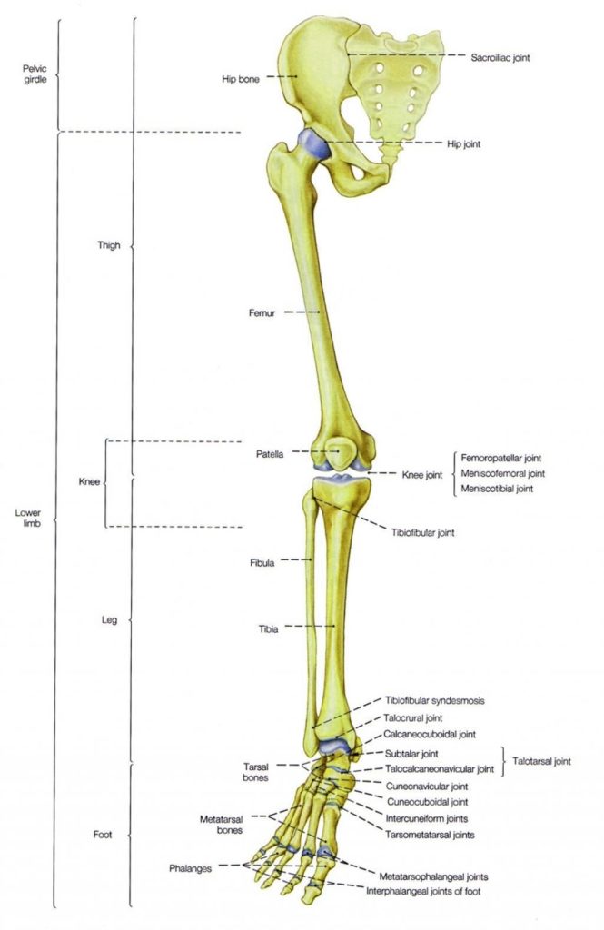 Human Leg Boneshuman Skeleton Leg Bones