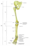 Human Leg Boneshuman Skeleton Leg Bones