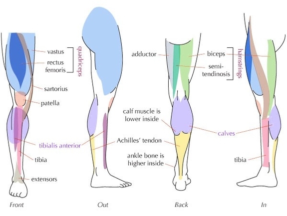Human Leg Muscle Anatomy Examined