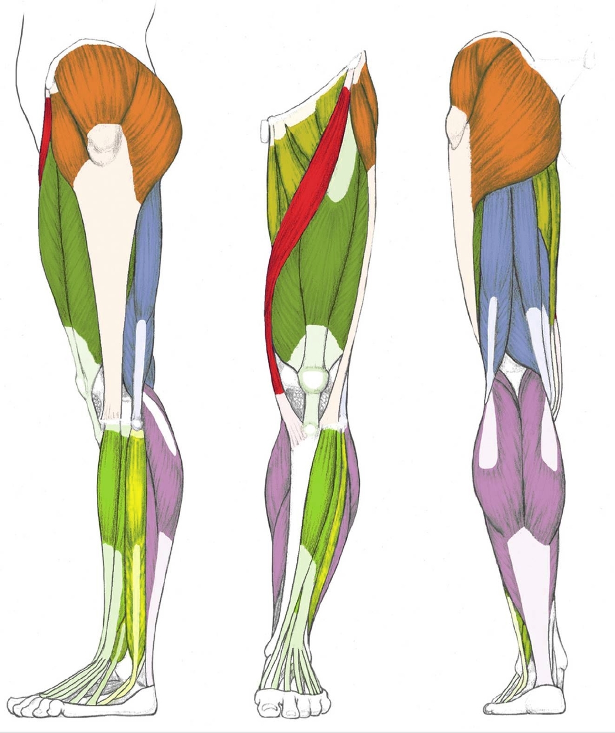 Human Leg Muscles Described