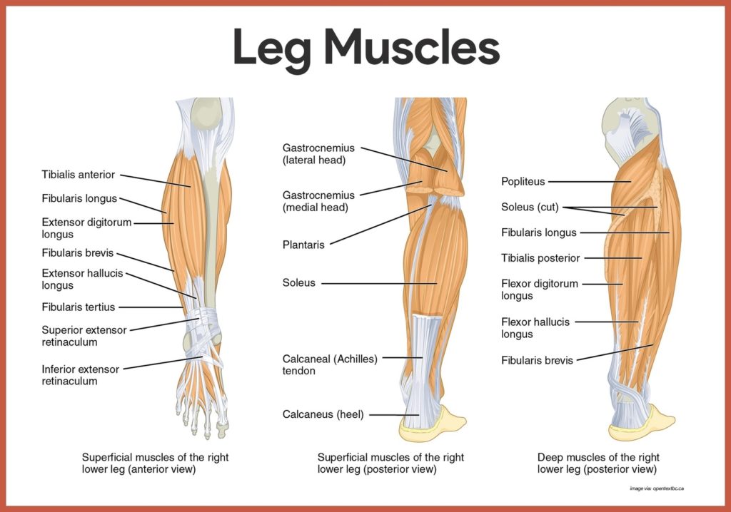 Human Leg Muscles Illustration