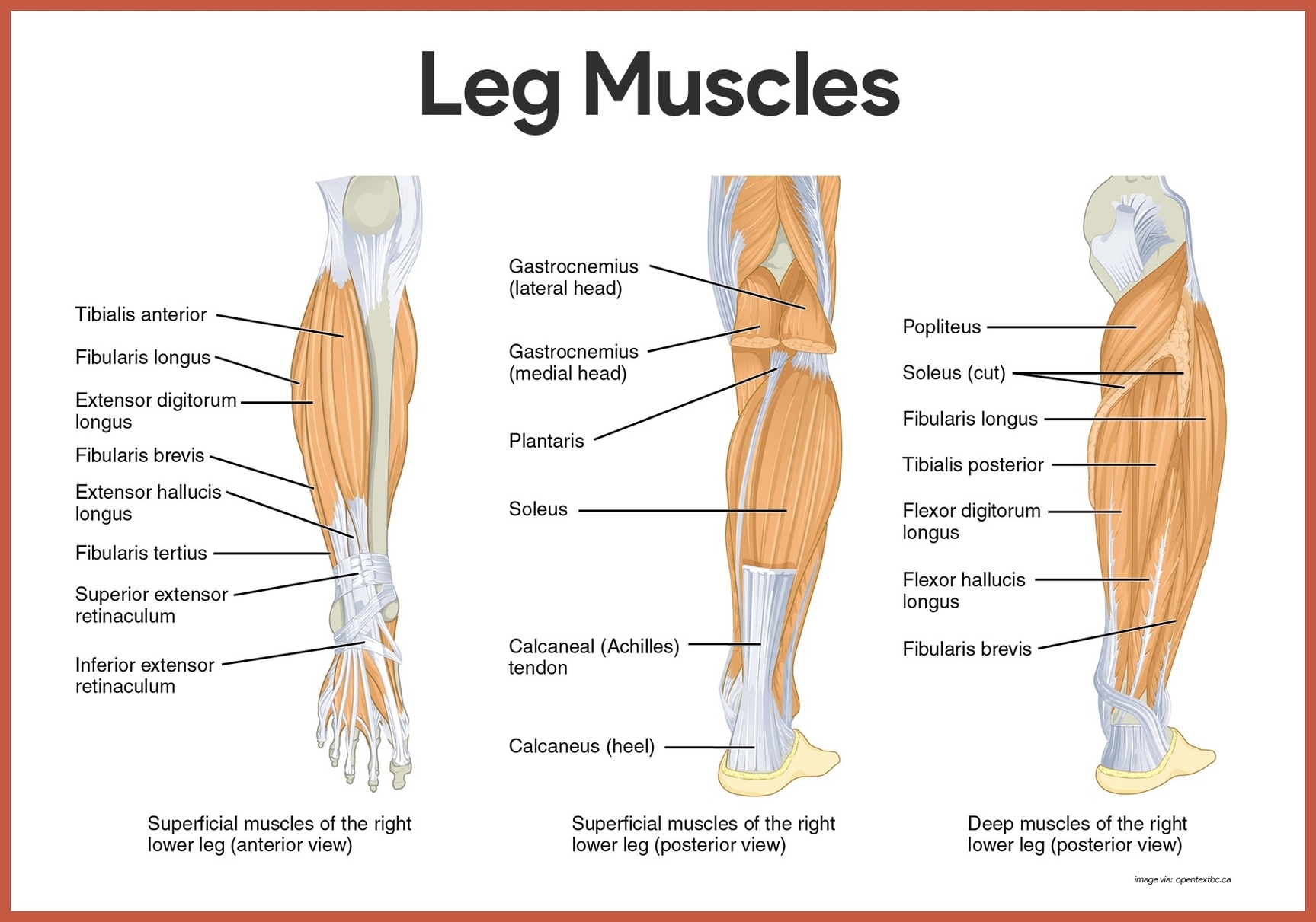 Human Leg Muscles Illustration Anatomy System Human Body Anatomy Human Leg Muscles Illustration Anatomy System Human Body Anatomy