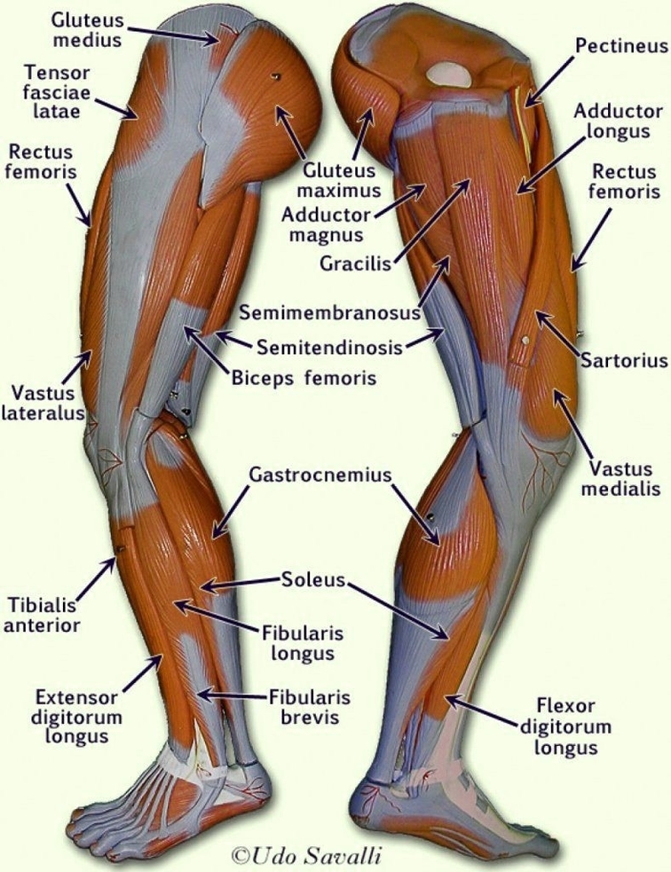 Human Leg Muscles With Labels