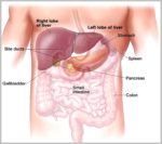 Human Liver Location Anatomy Image