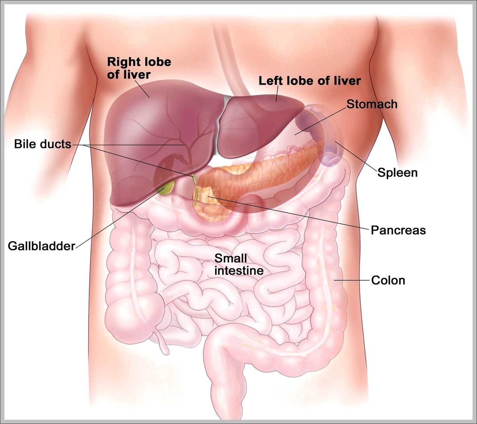 Human Liver Location Anatomy Image