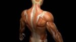 Human Male Body Muscles