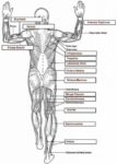 Human Muscle Anatomy Description