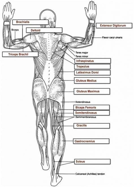 Human Muscle Anatomy Description