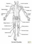 Human Muscle Coloring Pages
