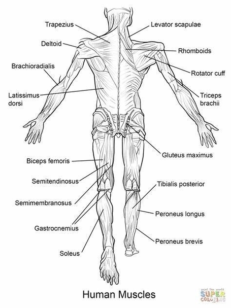 Human Muscle Coloring Pages
