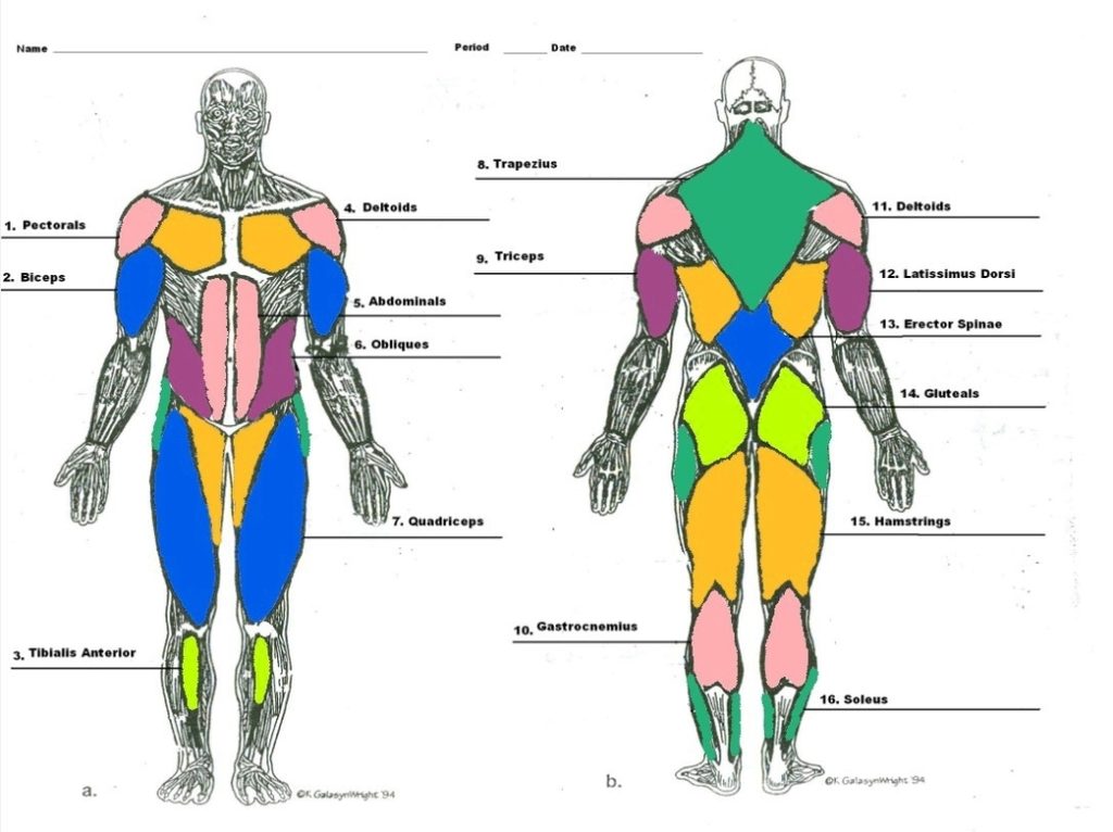 Human Muscle Structure