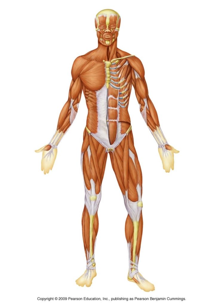 Human Muscle Structure Described