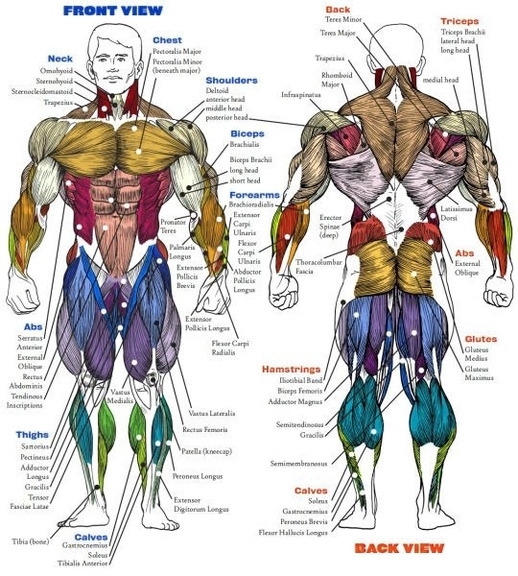 Human Muscle Structure Described Example
