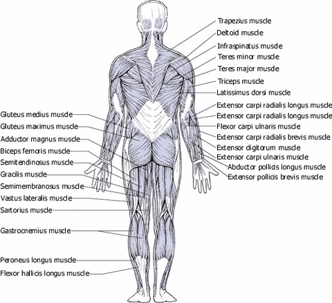 Human Muscles Back View