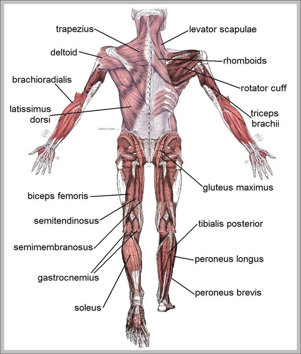 Human Muscles Labeled Image