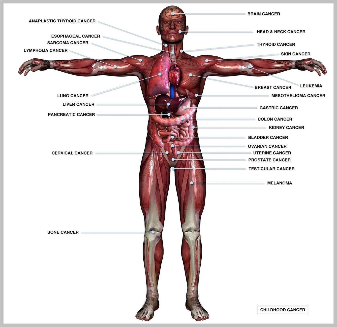 Human Muscular Anatomy Image