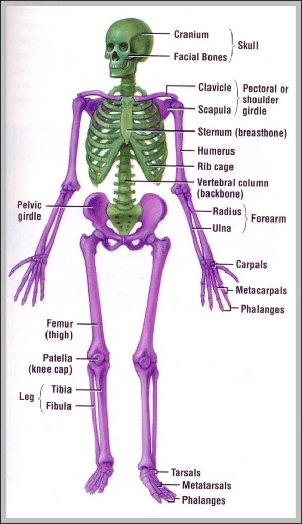 Human Musculoskeletal System Diagram Image