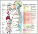 Human Nervous System Chart Image