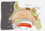 Human Nose Anatomy Study