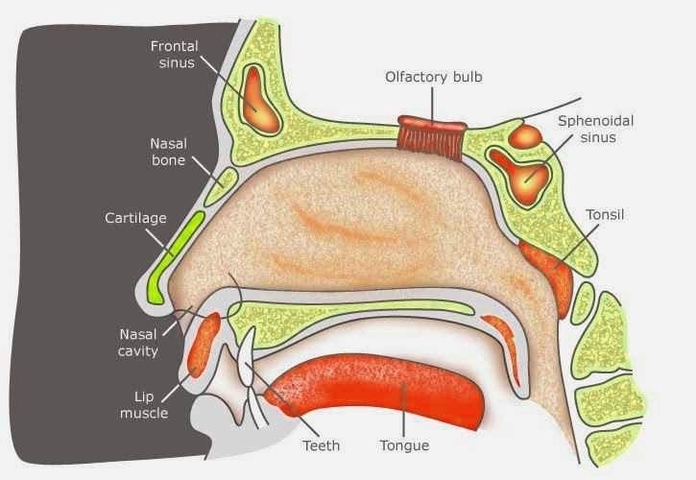 Human Nose Anatomy Study