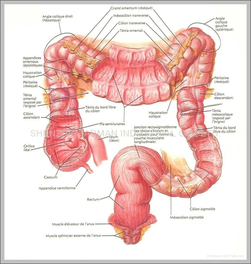 Human Organ Anatomy Chart Image
