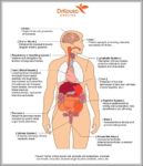 Human Organ Picture Image