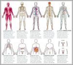 Human Organ System Diagram Image