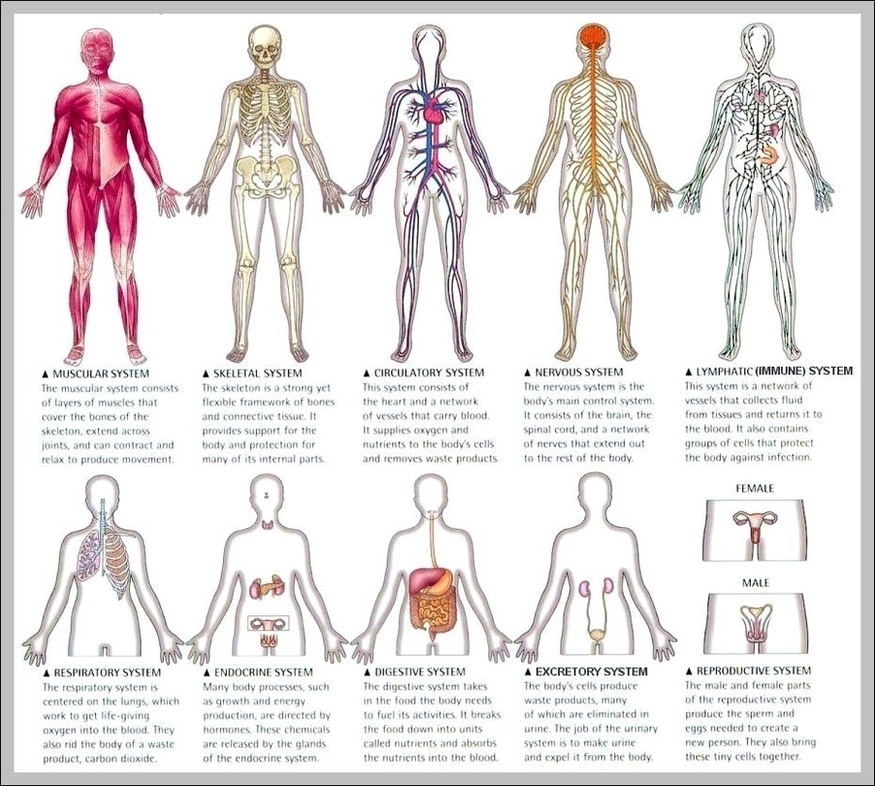 Human Organ System Diagram Image
