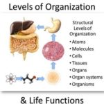 Human Organs And Their Functions