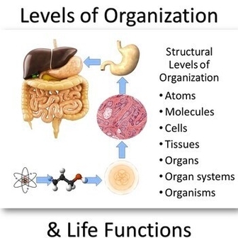 Human Organs And Their Functions