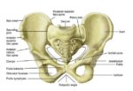 Human Pelvic Bonehuman Body Pelvis