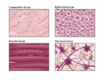 Human Physiology Reading Assignment Introduction To Physiology