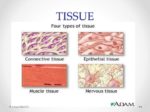 Human Physiology Reading Assignment Introduction To Physiology Described