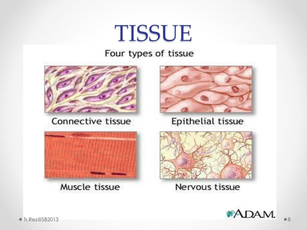Human Physiology Reading Assignment Introduction To Physiology Described