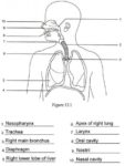 Human Respiratory System Visual