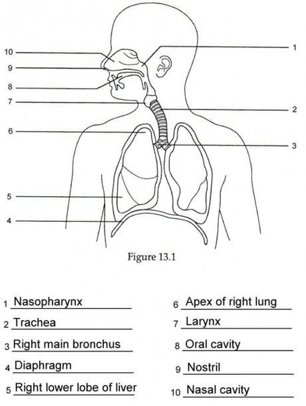 Human Respiratory System Visual