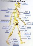 Human Shoulder Girdle Bones