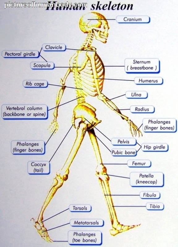 Human Shoulder Girdle Bones