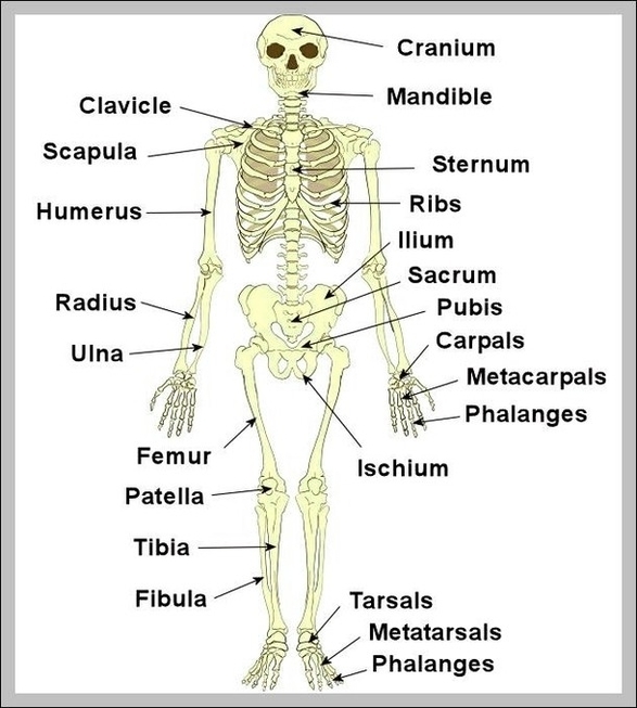 Human Skeletal System Labeled 2