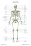 Human Skeleton Anatomy Chart