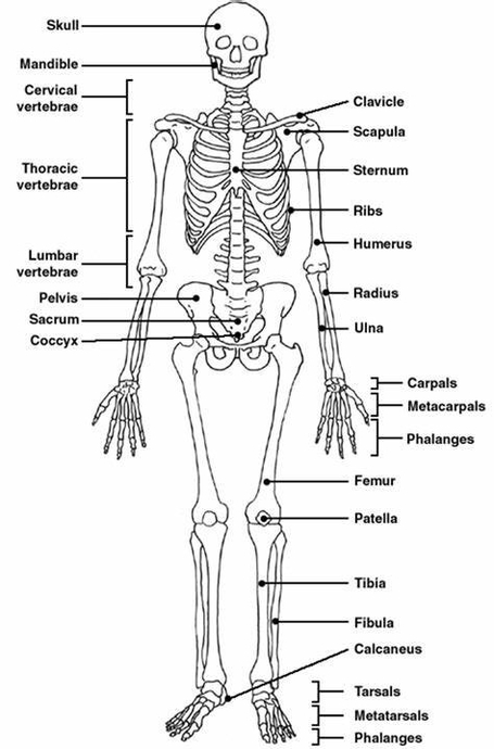 Human Skeleton Anatomy Described Illustrated