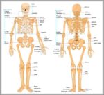 Human Skeleton Anatomy Image