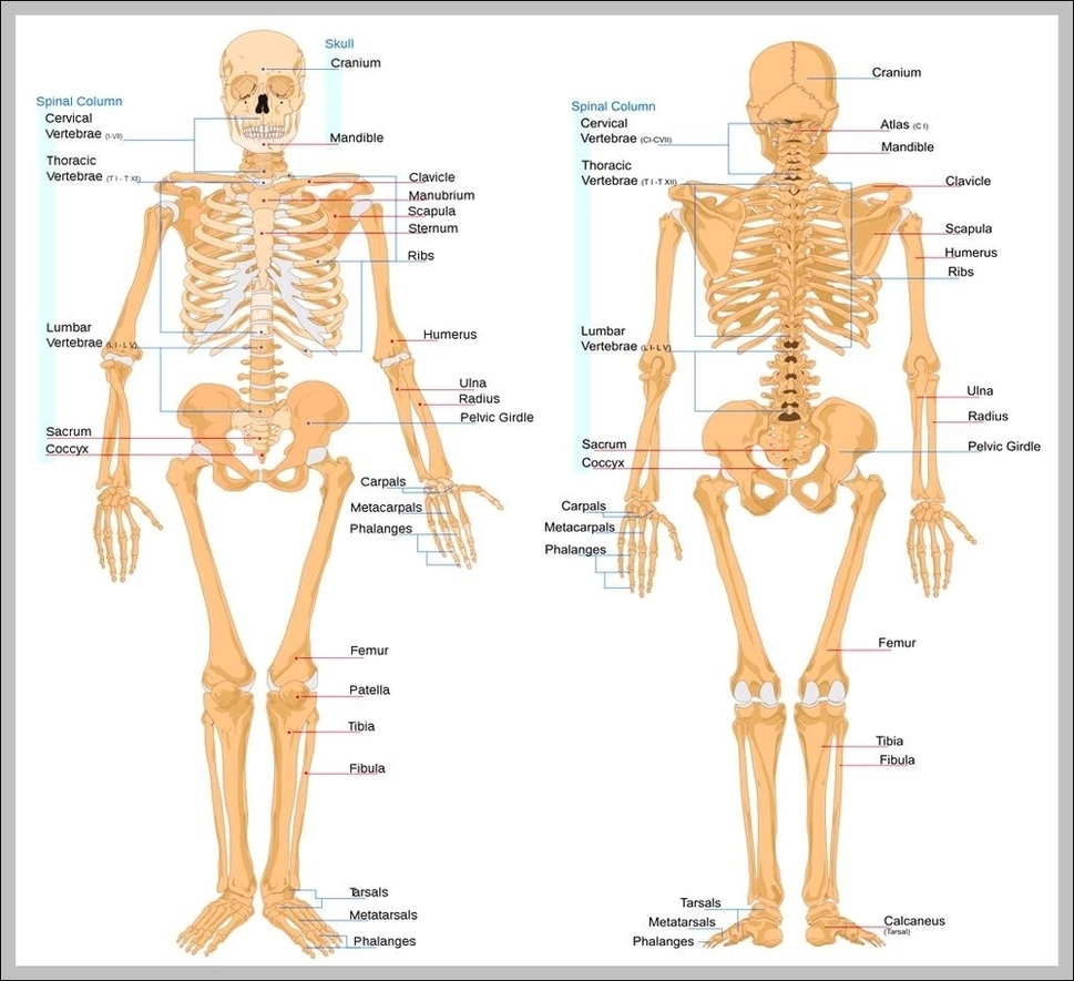 Human Skeleton Anatomy Image