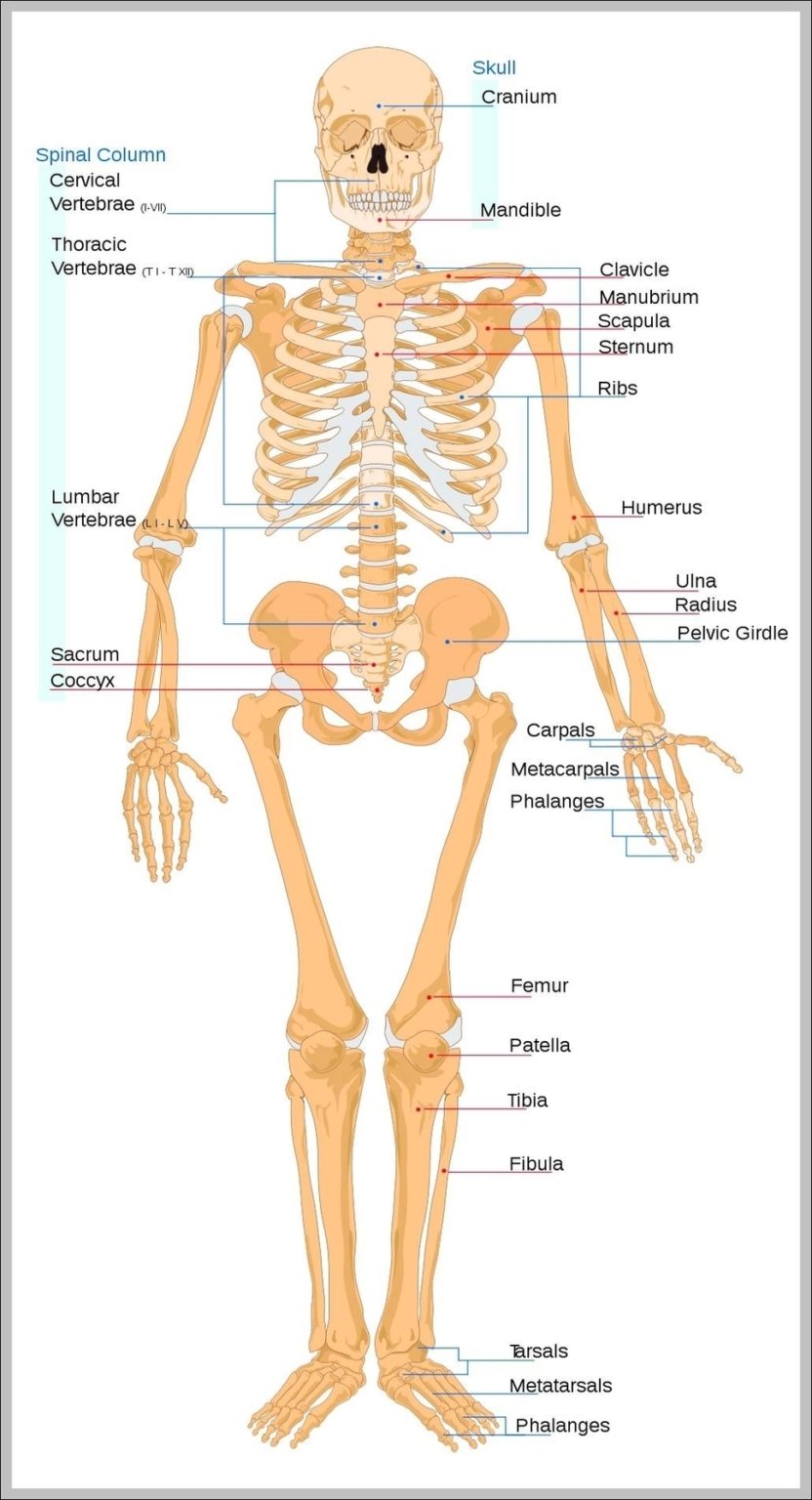 Human Skeleton Anterior View Image | Anatomy System - Human Body ...