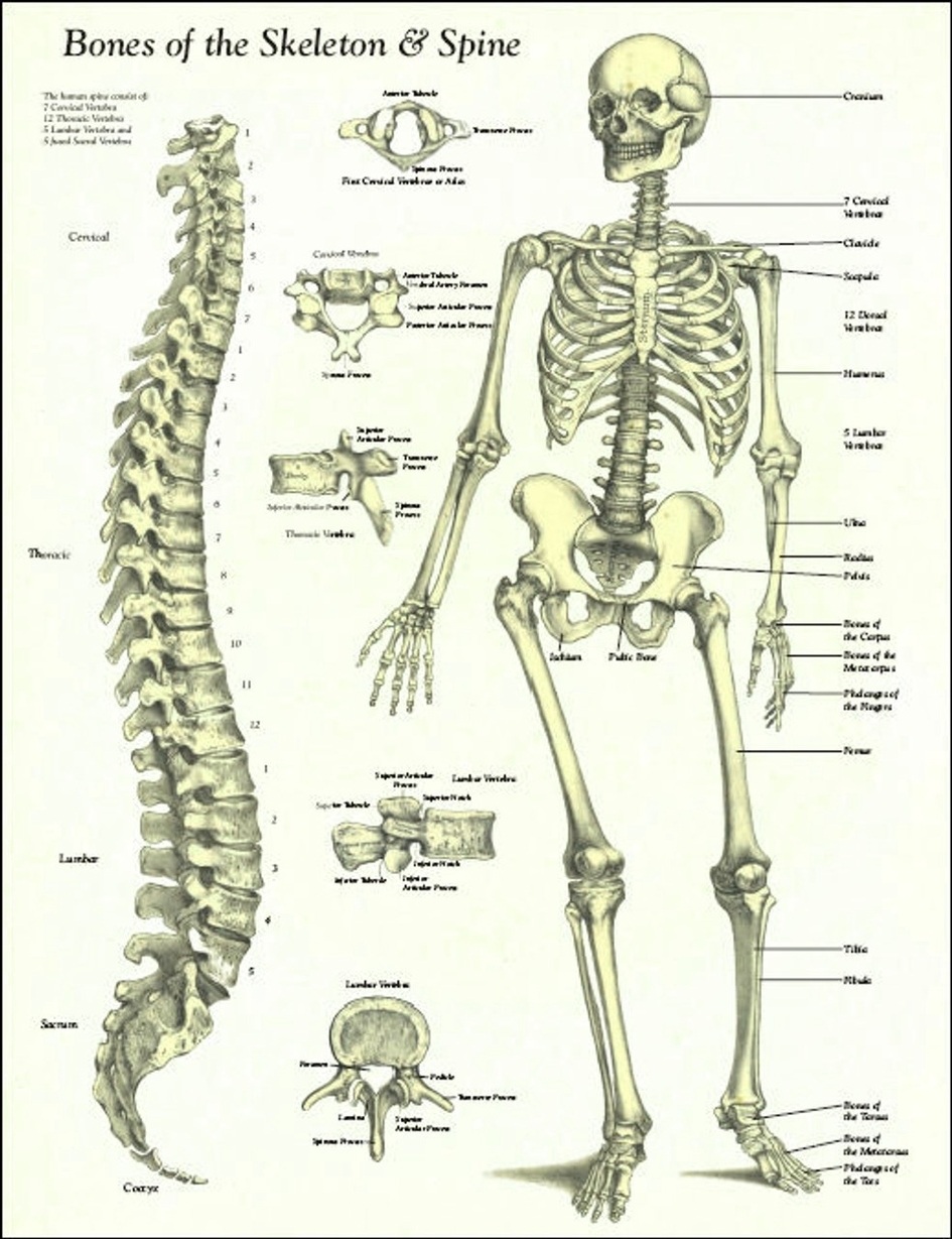 Human Skeleton Back Bones