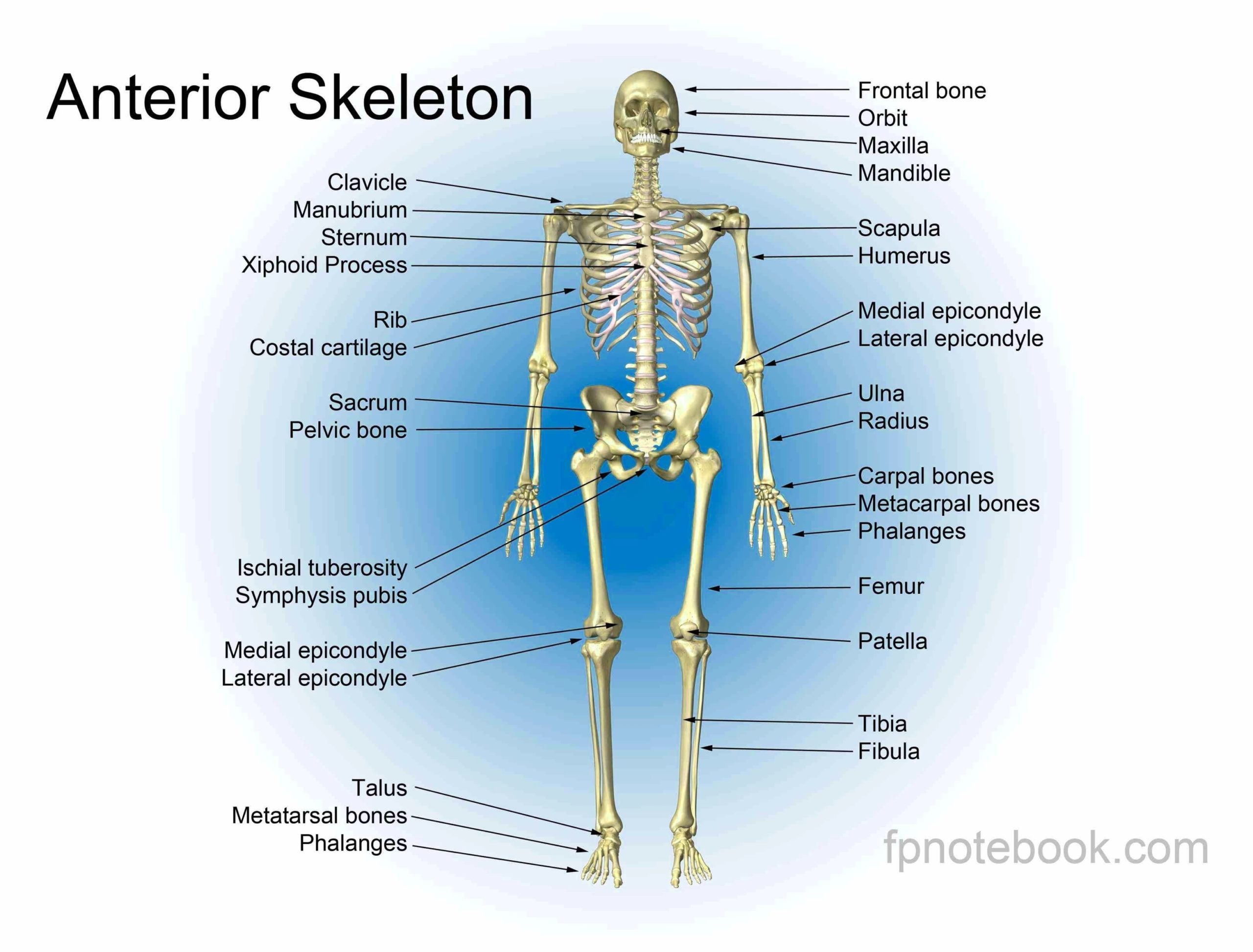 Human Skeleton Bones Clarified