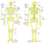 Human Skeleton Bones Examined Representation