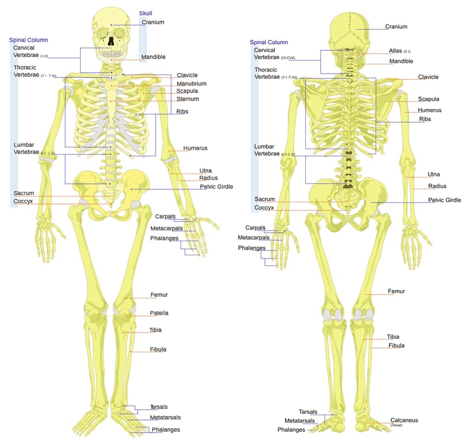 Human Skeleton Bones Examined Representation