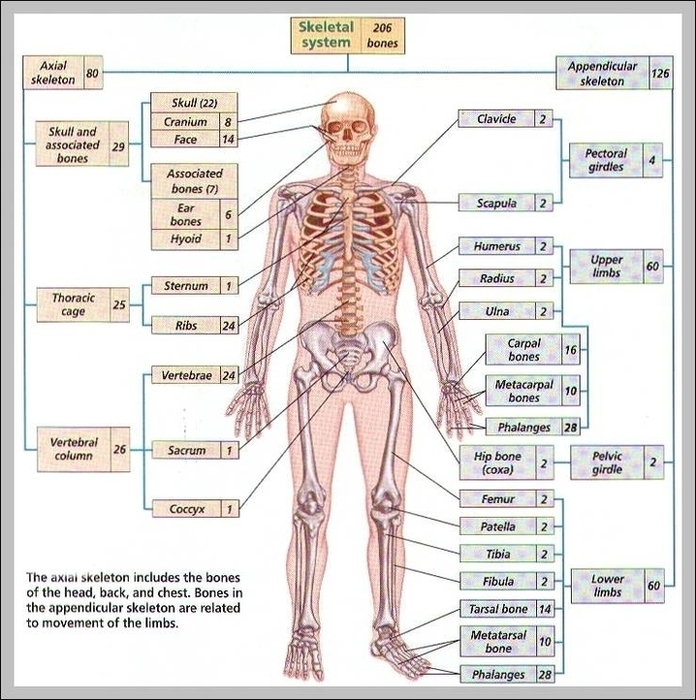 Human Skeleton Bones Labeled Image
