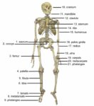 Human Skeleton Diagram Clarified
